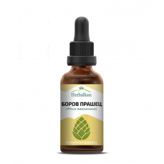 Боров прашец (Pinus massoniana) Боров прашец (Pinus massoniana)